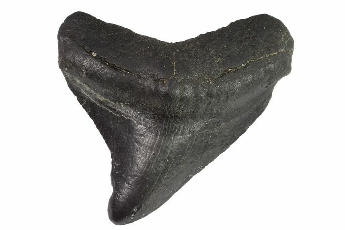 Juvenile Megalodon Tooth - South Carolina #97672